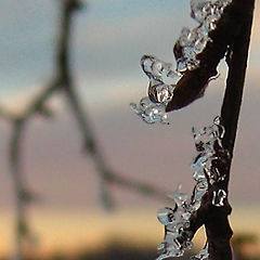 photo "Icy branch"