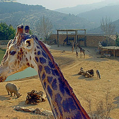 photo "Giraffe"