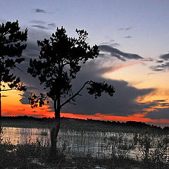 photo "Sunset on a bog"