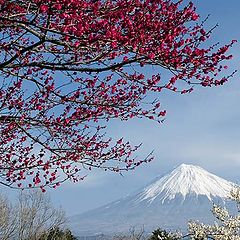 photo "Plum Blossoms II"