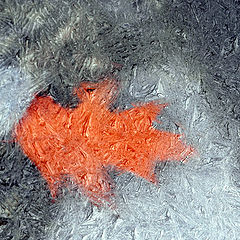 photo "Frozen leaf"
