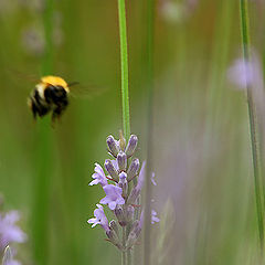 photo "Bzzz..."