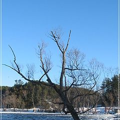 фото "Lonely tree (ON)"