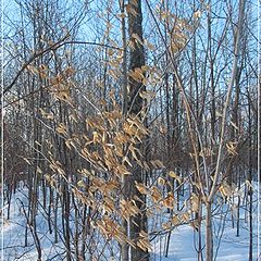 photo "Frozen leaves (QC)"