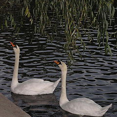 фото "swan couple"