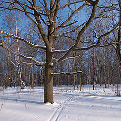 photo "Winter colours: oak"