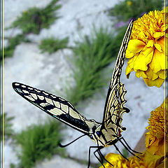 photo "Flying mosaic."