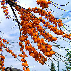 фото "Урожай"