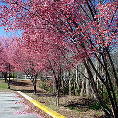 photo "Spring."