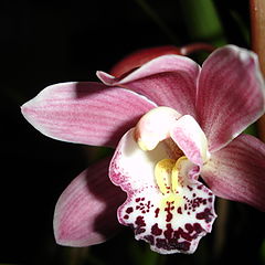 фото "orchid"
