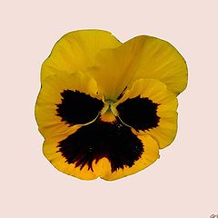 фото "" Simple Pansy "."