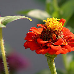 photo "desde mi jardin..."