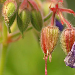 photo "birth beauty"