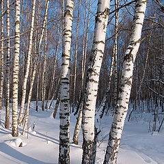 photo "Winter colours: birch"