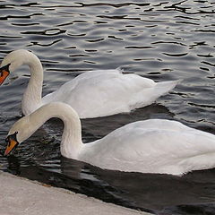 фото "swan couple (shot#2)"