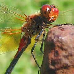 photo "Red Dragonfly"