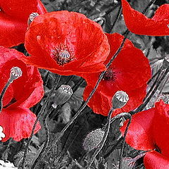 фото "Poppies Grow.. Row on Row"