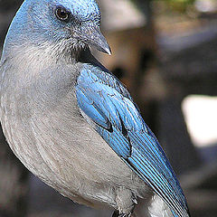 фото "Mexican Jay"