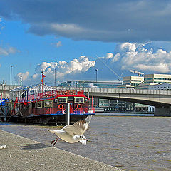 photo "Flight of a gull"