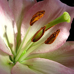 фото "Enjoying in the Sun"