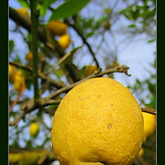 фото "Lemon"