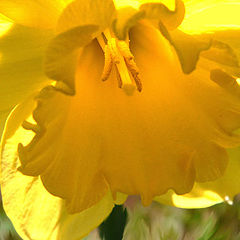 photo "easter"