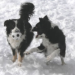 photo "give it to me!!!"