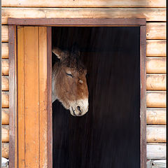 photo "Donkey melancholy"