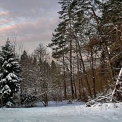 photo "Winter wood."