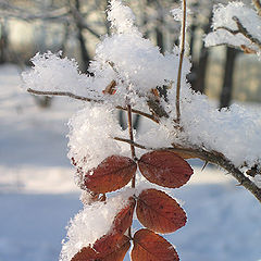 фото "Снежок"