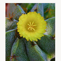 фото "Desertflower"