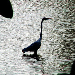 photo "Migrate bird"