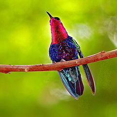 photo "Oscar the Jungle Bird"