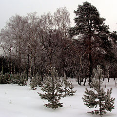 фото "Сосенки"