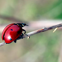 photo "After hibernation"