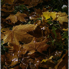 photo "Glossy rain."