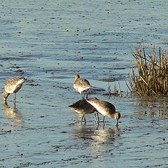 photo "Breakfast on the shore..."