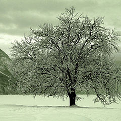 photo "Lonelyness"