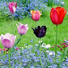 photo "Tulips and forget-me-nots"