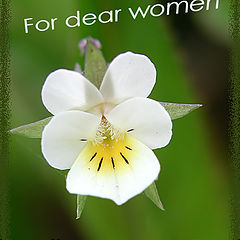 photo "Congratulation for PHOTOFORUM's women!!!"