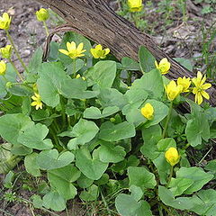 фото "sunny family/sunny flowers"