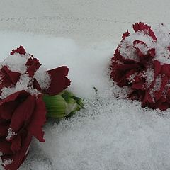 фото "...гвоздики на снегу..."