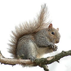 photo "Out on a limb"