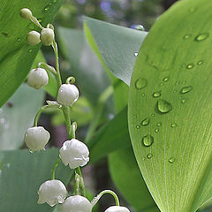 photo "Lily of the valley"