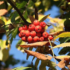 photo "Autumn"