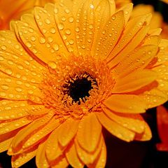 photo "flower of egypt"