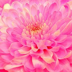 photo "flower of egypt"