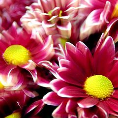 photo "flower of egypt"