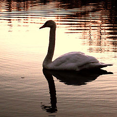 photo "Swan"