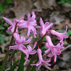 photo "Pink Passion"